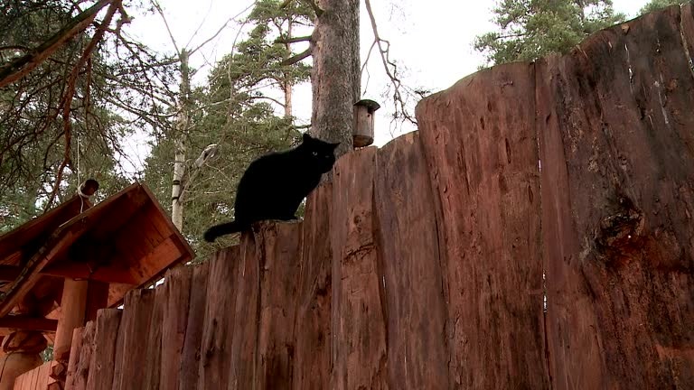 DIY vs Professional Which CatProof Fence Works Best for Your Home