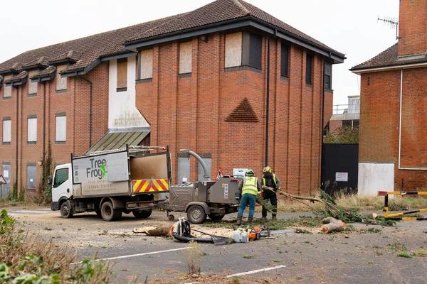 Best Jackson MI Tree Removal Services for Safe and Efficient Removal