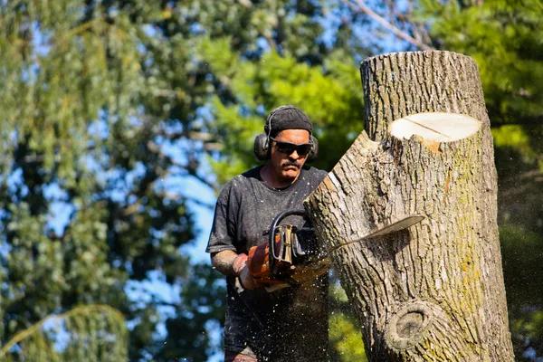 Experienced Tree Removal Service Mobile for Any Job