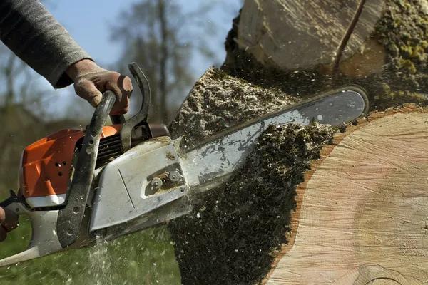 When to Contact Tree Service Near Me for Professional Tree Care