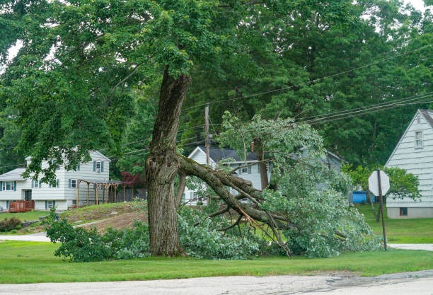 Fast Tree Removal Mobile for Storm-Damaged and Hazardous Trees
